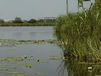 NL, Noord-Brabant, Cranendonck, Ringselven 7, Saxifraga-Jan van der Straaten