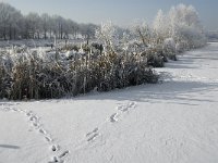 NL, Noord-Brabant, Cranendonck, Soerendonks Goor 11, Saxifraga-Jan van der Straaten