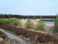 NL, Noord-Brabant, Eersel, Grootmeer 14, Saxifraga-Tom Heijnen