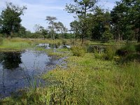 NL, Noord-Brabant, Goirle, Regte Heide 54, Saxifraga-Lucien Rommelaars