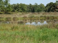 NL, Noord-Brabant, Goirle, Regte Heide, mere 4, Saxifraga-Willem van Kruijsbergen