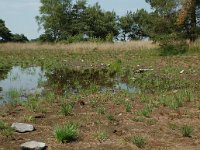 NL, Noord-Brabant, Goirle, Regte Heide, restored mere 6, Saxifraga-Willem van Kruijsbergen