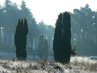 NL, Noord-Brabant, Heeze-Leende, Klein Hasselsven in Leenderbos 2, Saxifraga-Tom Heijnen