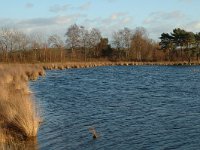 NL, Noord-Brabant, Loon op Zand, Leikeven 1, Saxifraga-Jan van der Straaten