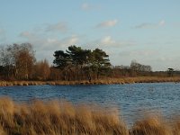 NL, Noord-Brabant, Loon op Zand, Leikeven 5, Saxifraga-Jan van der Straaten