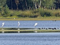 NL, Noord-Brabant, Oirschot, Keijenhurk in Landschotse Heide 5, Saxifraga-Tom Heijnen