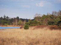 NL, Noord-Brabant, Oirschot, Keijenhurk in Landschotse Heide 9, Saxifraga-Tom Heijnen