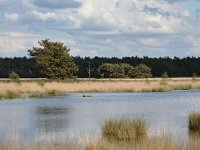 NL, Noord-Brabant, Oirschot, Kromven in Landschotse Heide 1, Saxifraga-Tom Heijnen