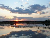 NL, Noord-Brabant, Oirschot, Withollandven in Landschotse Heide 1, Saxifraga-Tom Heijnen