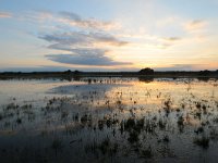 NL, Noord-Brabant, Oirschot, Withollandven in Landschotse Heide 2, Saxifraga-Tom Heijnen