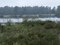 NL, Noord-Brabant, Oisterwijk, Belversven 3, Saxifraga-Willem van Kruijsbergen