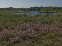 NL, Noord-Brabant, Oisterwijk, Belversven 7, Saxifraga-Jan van der Straaten