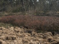 NL, Noord-Brabant, Oisterwijk, Diaconieven 1, Saxifraga-Jan van der Straaten