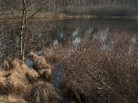 NL, Noord-Brabant, Oisterwijk, Diaconieven 2, Saxifraga-Jan van der Straaten