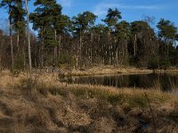 NL, Noord-Brabant, Oisterwijk, Klein Aderven 5, Saxifraga-Jan van der Straaten