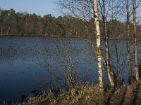 NL, Noord-Brabant, Oisterwijk, Kolkven 3, Saxifraga-Jan van der Straaten