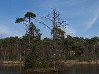 NL, Noord-Brabant, Oisterwijk, Van Esschenven 3, Saxifraga-Jan van der Straaten