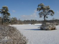 NL, Noord-Brabant, Oisterwijk, Voorste Goorven 2, Saxifraga-Jan van der Straaten