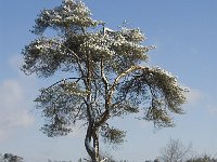 NL, Noord-Brabant, Oisterwijk, Voorste Goorven 3, Saxifraga-Jan van der Straaten