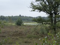 NL, Noord-Brabant, Oisterwijk, Winkelsven 2, Saxifraga-Willem van Kruijsbergen