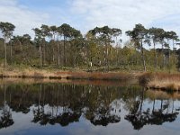 NL, Noord-Brabant, Oisterwijk, Wolfsputven 4, Saxifraga-Jan van der Straaten