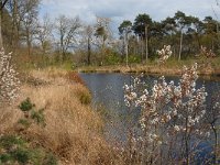 NL, Noord-Brabant, Oisterwijk, Wolfsputven 9, Saxifraga-Jan van der Straaten