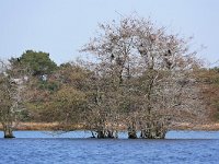 NL, Noord-Brabant, Reusel-De Mierden, De Flaes 2, Saxifraga-Tom Heijnen