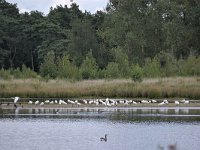 NL, Noord-Brabant, Reusel-De Mierden, De Flaes 4, Saxifraga-Tom Heijnen