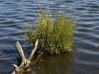 NL, Noord-Brabant, Reusel-De Mierden, De Flaes 5, Saxifraga-Jan van der Straaten