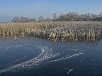 NL, Noord-Brabant, Someren, Beuven 2, Saxifraga-Jan van der Straaten