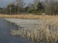 NL, Noord-Brabant, Someren, Beuven 21, Littorella uniflora, Saxifraga-Jan van der Straaten