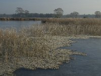 NL, Noord-Brabant, Someren, Beuven 25, Littorrella uniflora, Saxifraga-Jan van der Straaten