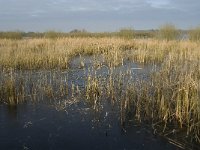 NL, Noord-Brabant, Someren, Beuven 31, Saxifraga-Jan van der Straaten