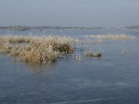 NL, Noord-Brabant, Someren, Beuven 6, Saxifraga-Jan van der Straaten