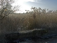 NL, Noord-Brabant, Someren, Beuven-Zuid 1, Saxifraga-Jan van der Straaten