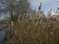 NL, Noord-Brabant, Someren, Beuven-Zuid 4, Saxifraga-Jan van der Straaten