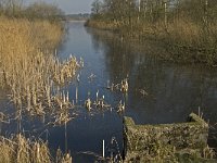 NL, Noord-Brabant, Valkenswaard, Grevenschutsven 13, Saxifraga-Marijke Verhagen