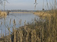 NL, Noord-Brabant, Valkenswaard, Grevenschutsven 9, Saxifraga-Marijke Verhagen