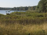 NL, Noord-Brabant, Valkenswaard, Groot Malpieven 3, Saxifraga-Jan van der Straaten