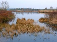 NL, Noord-Brabant, Valkenswaard, Vaarvennen in De Malpie 2, Saxifraga-Tom Heijnen