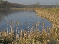 NL, Noord-Brabant, Valkenswaard, fishponds 20, Saxifraga-Jan van der Straaten