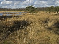 NL, Noord-Brabant, Woensdrecht, de Zoom, Kortenhoeff, Wasven 1, Saxifraga-Jan van der Straaten