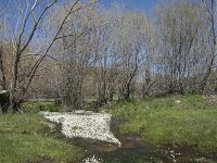 E, Avila, Navarradonda de Gredos 72, Saxifraga-Willem van Kruijsbergen