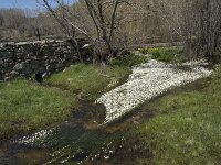 E, Avila, Navarradonda de Gredos 74, Saxifraga-Willem van Kruijsbergen