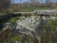 E, Avila, Navarradonda de Gredos 78, Saxifraga-Willem van Kruijsbergen