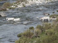 E, Avila, San Juan de Gredos, Rio Barbellido 16, Saxifraga-Willem van Kruijsbergen