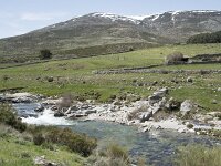 E, Avila, San Juan de Gredos, Rio Barbellido 20, Saxifraga-Willem van Kruijsbergen