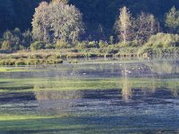 A, Kaernten, Ossiach, Bleistaettermoor 4, Saxifraga-Jan Nijendijk