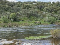 E, Caceres, Torrejon el Rubio, Rio Almonte 12, Saxifraga-Willem van Kruijsbergen