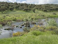 E, Caceres, Torrejon el Rubio, Rio Almonte 17, Saxifraga-Willem van Kruijsbergen